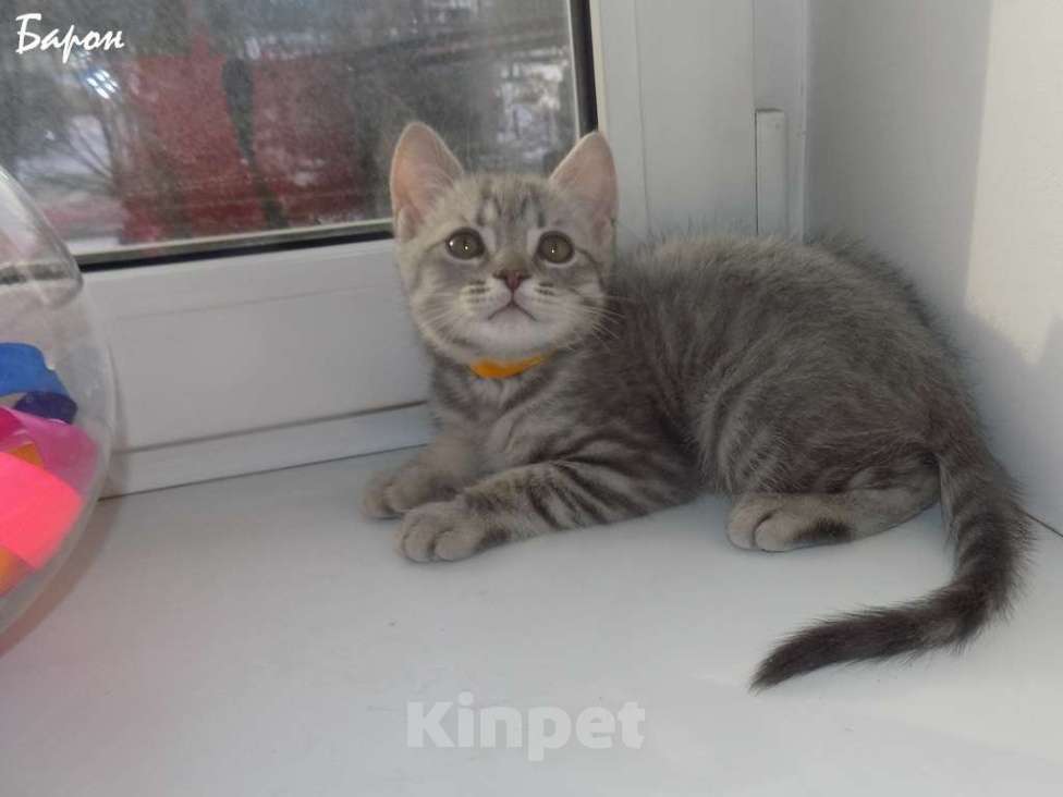 Кошки в Москве: Шотландские вислоухие котята Мальчик, 12 000 руб. - фото 2