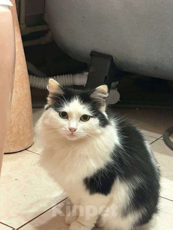 Кошки в Клине: Мася — возьмите красавицу под своё крыло Девочка, Бесплатно - фото 2