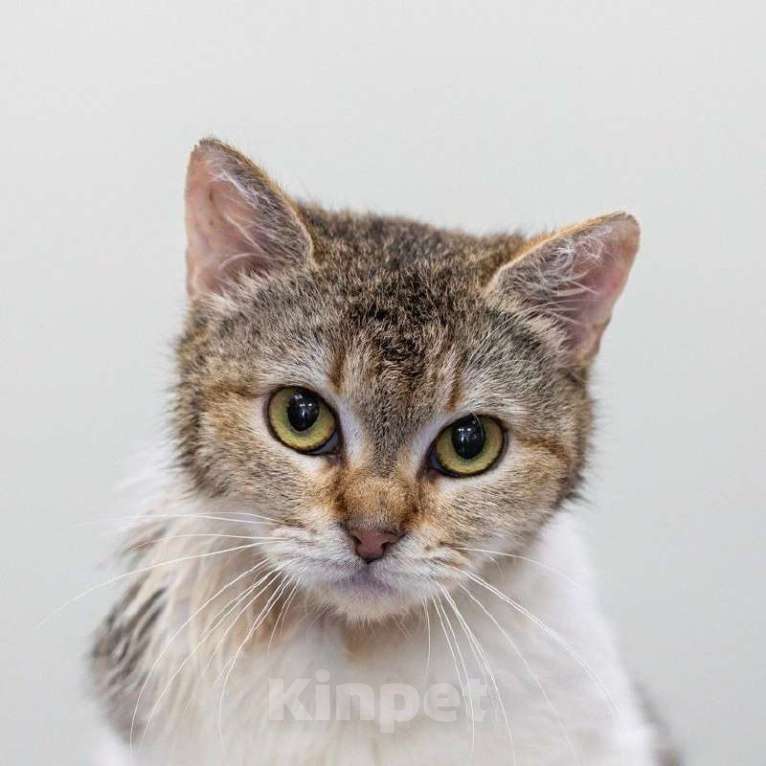 Кошки в Москве: особенная Фрейя в поисках дома Девочка, Бесплатно - фото 4