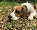 Собаки в Балашихе: Кобель бигля для вязки Мальчик, Бесплатно - фото 3