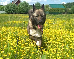 Собаки в Чехове: Лайка метис редкого окраса, 2,5 года, девочка Девочка, 1 руб. - фото 9