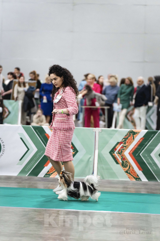 Собаки в Москве: Бивер, вязка с чемпионом Мальчик, Бесплатно - фото 4