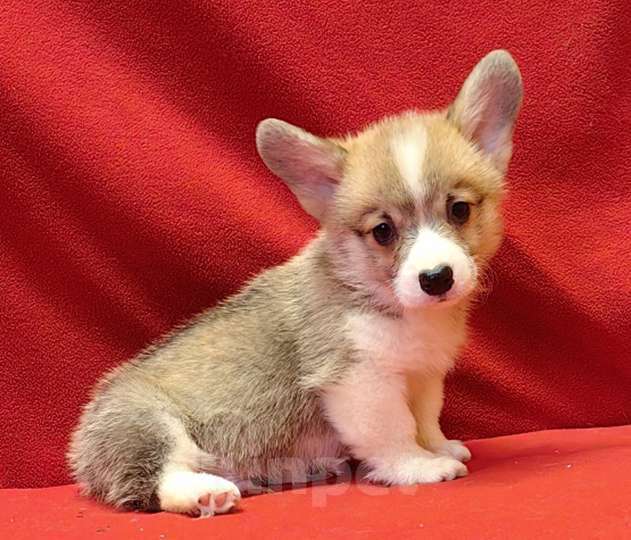 Собаки в Москве: Рыжики Мальчик, 50 000 руб. - фото 2