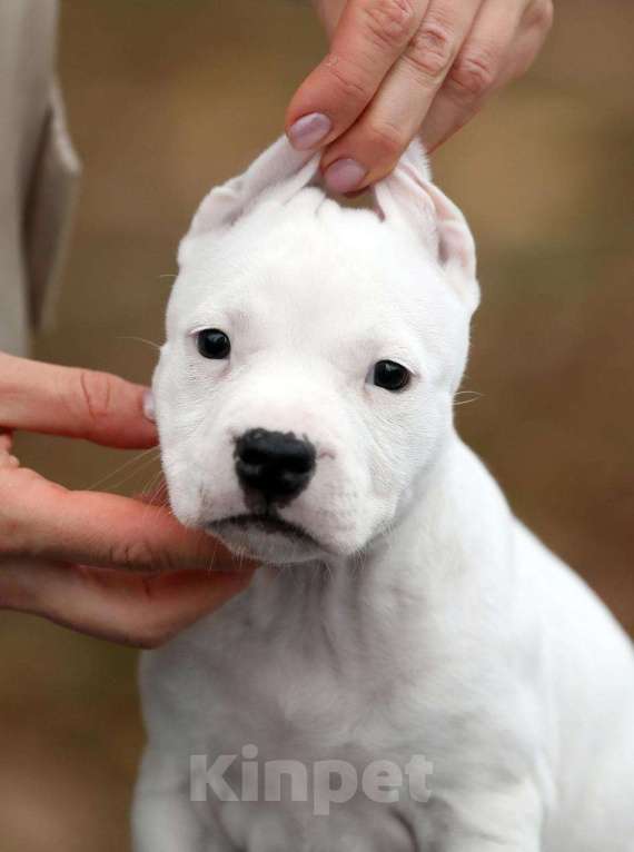 Собаки в Котельнике: 12.09.2025 Стафы  Мальчик, 50 000 руб. - фото 1