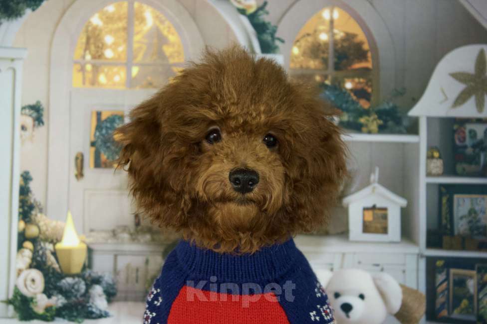 Собаки в Балашихе: Анабель девочка той-пудель Тедди  Девочка, 90 000 руб. - фото 7