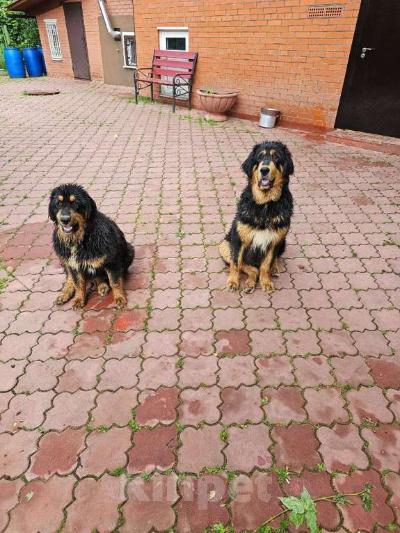 Собаки в Москве: Щенки банхара Мальчик, Бесплатно - фото 5