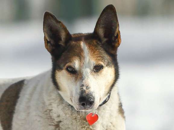 Собаки в Москве: В 10 лет стала ненужной и опасной. Собака Белка Девочка, Бесплатно - фото 1