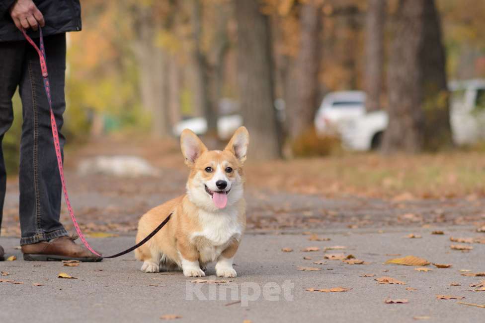 Собаки в Воронеже: Щенки Вельш Корги Пемброк Мальчик, 75 000 руб. - фото 5