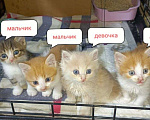 Кошки в Чебоксарах: Рыжие котята и полосатый ищут дом Разнополые, Бесплатно - фото 1