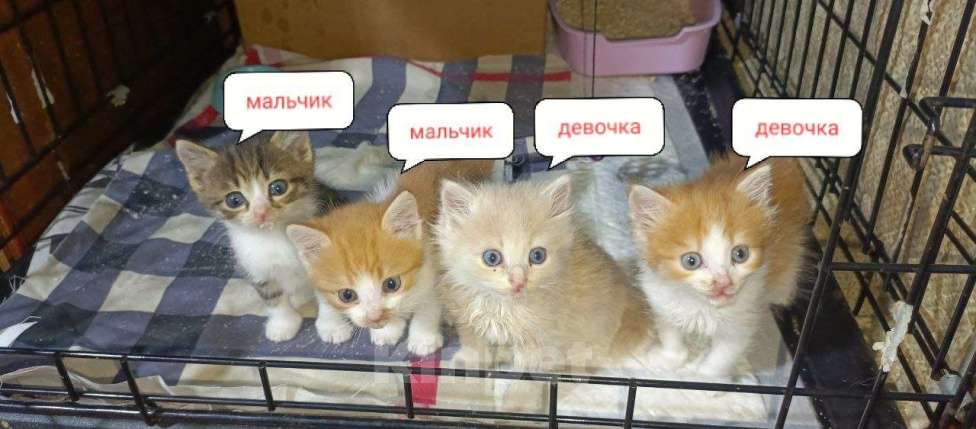Кошки в Чебоксарах: Рыжие котята и полосатый ищут дом Разнополые, Бесплатно - фото 1