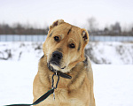 Собаки в Видном: Алабай Скорсби 2 года Мальчик, Бесплатно - фото 1