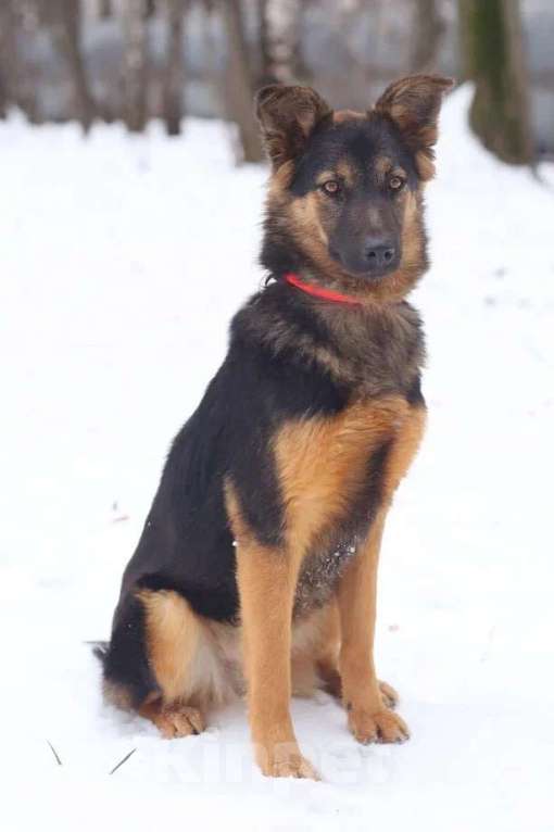 Собаки в Москве: Метис овчарки Мика в поисках семьи, 11 месяцев Девочка, 1 руб. - фото 2