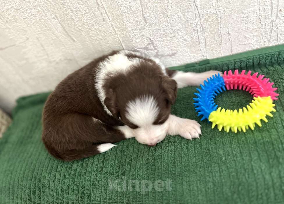 Собаки в других городах Алтайского края: Щенок Бодер Колли Мальчик, 160 000 руб. - фото 4