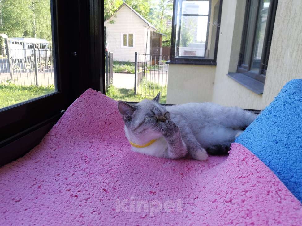 Кошки в Москве: Зая Девочка, 15 000 руб. - фото 2