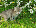 Кошки в Спасе-Клепике: Мальчик в дар Мальчик, Бесплатно - фото 3