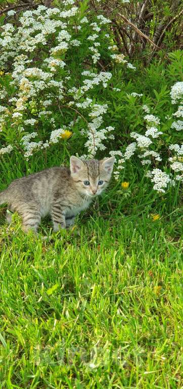 Кошки в Спасе-Клепике: Мальчик в дар Мальчик, Бесплатно - фото 3