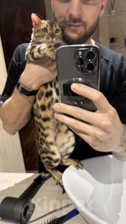 Кошки в Москве: Королева Бенгалов Девочка, 100 000 руб. - фото 6