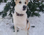 Собаки в Москве: Красивый пес Байкал ищет дом Мальчик, 10 руб. - фото 5