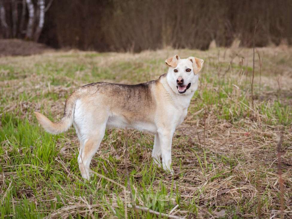 Собаки в Москве: Собака из приюта в добрые руки! Девочка, Бесплатно - фото 5