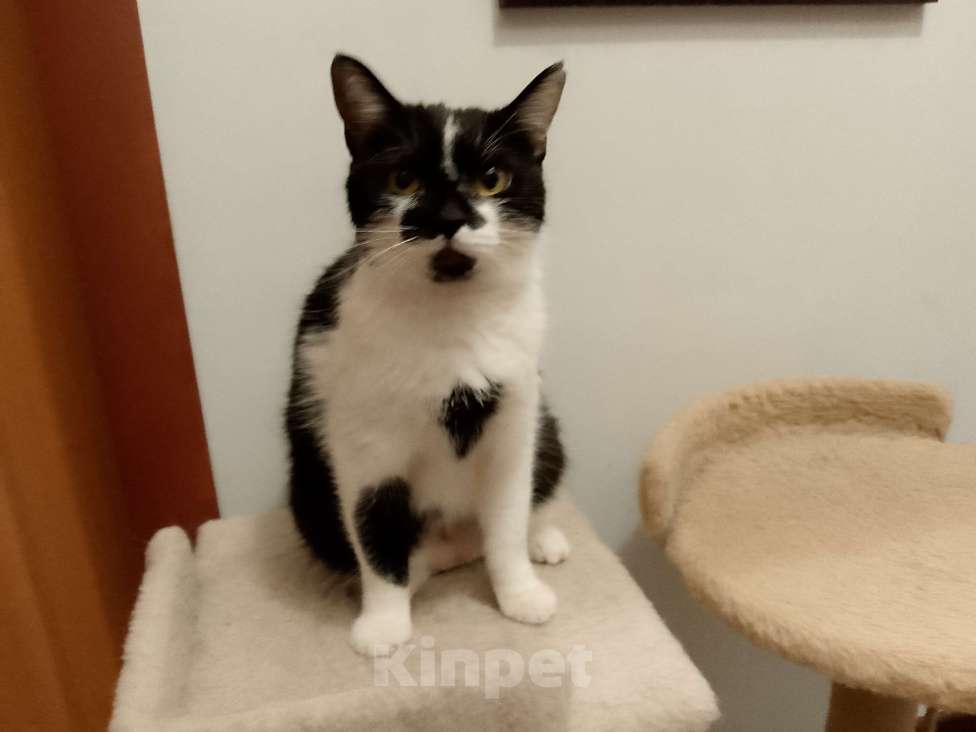 Кошки в Москве: Боня в добрые руки Девочка, Бесплатно - фото 6