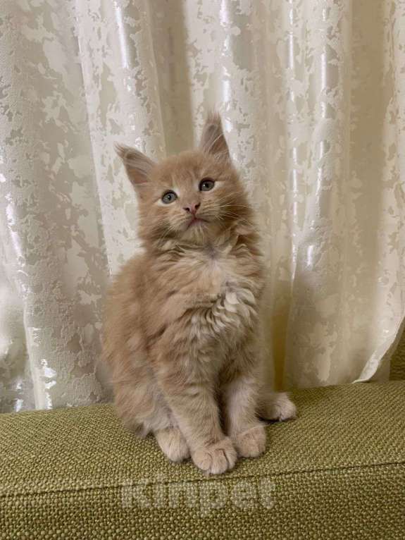 Кошки в Москве: Роскошная девочка мейн-кун крем  Девочка, 50 000 руб. - фото 2
