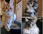 Кошки в других городах Ярославской области: Котята Мейн кун Мальчик, Бесплатно - фото 7