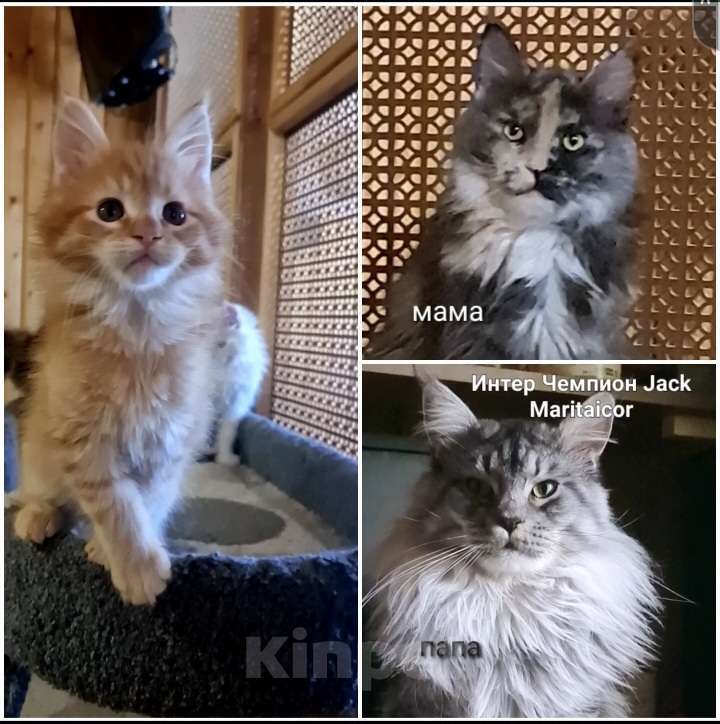 Кошки в других городах Ярославской области: Котята Мейн кун Мальчик, Бесплатно - фото 7