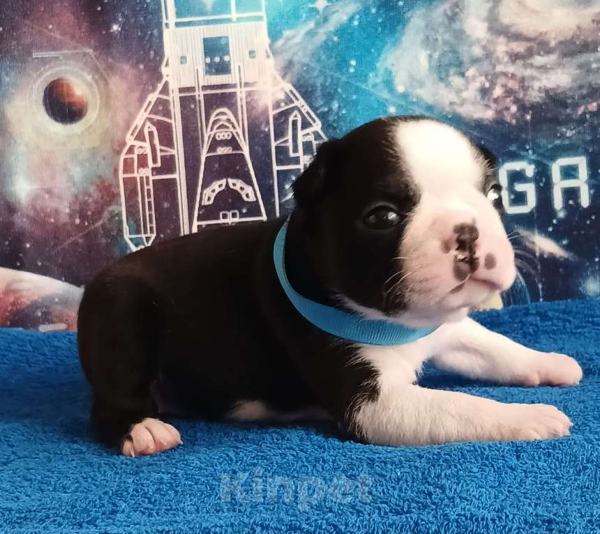 Собаки в Санкт-Петербурге: Эскудо Де Оро Дионис Мальчик, 80 000 руб. - фото 1