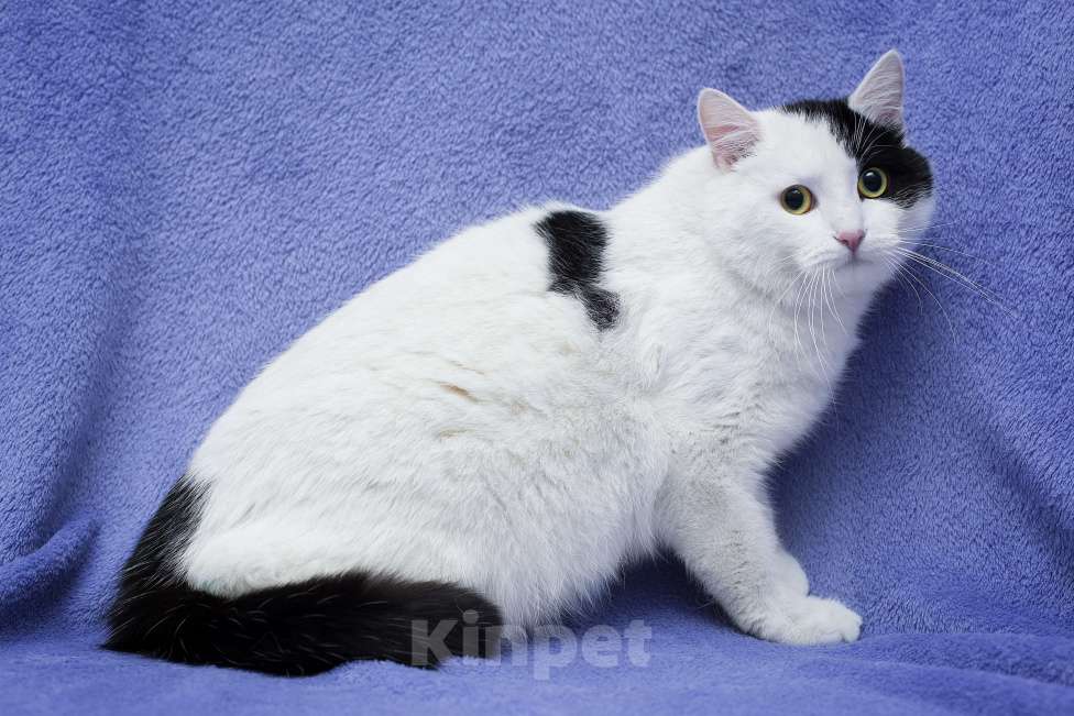 Кошки в Москве: Еще один бывшедомашний хороший кот Мальчик, Бесплатно - фото 5