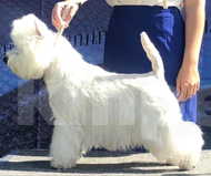 Собаки в Москве: вест хайленд вайт терьер щенок от Интерчемпиона Мальчик, 50 000 руб. - фото 7