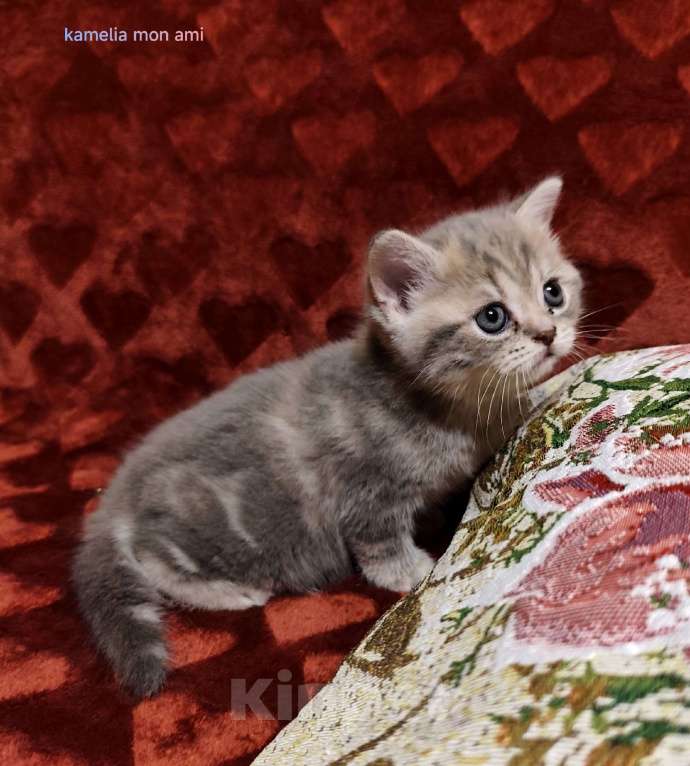 Кошки в Санкт-Петербурге: Шотландская малышка Девочка, Бесплатно - фото 2