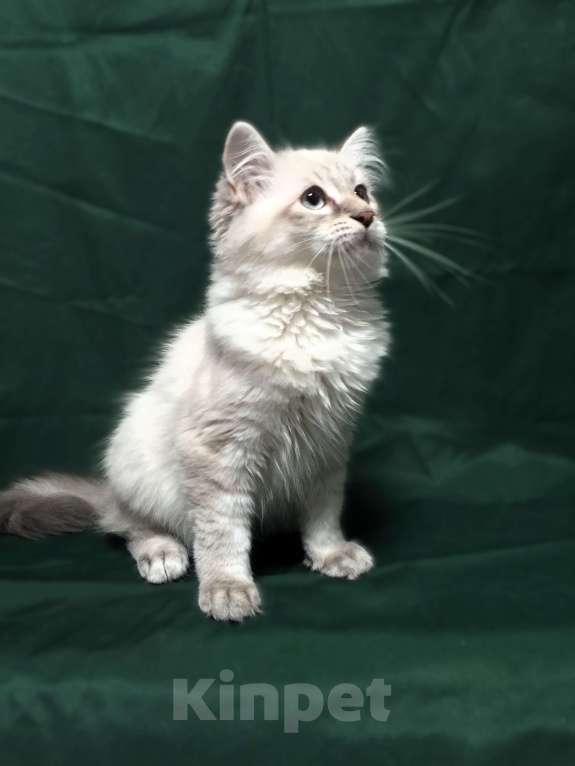 Кошки в Санкт-Петербурге: Невский маскарадный котёнок, кот Мальчик, 45 000 руб. - фото 3