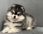 Собаки в Санкт-Петербурге: Шикарный мальчик помски Мальчик, 150 000 руб. - фото 1