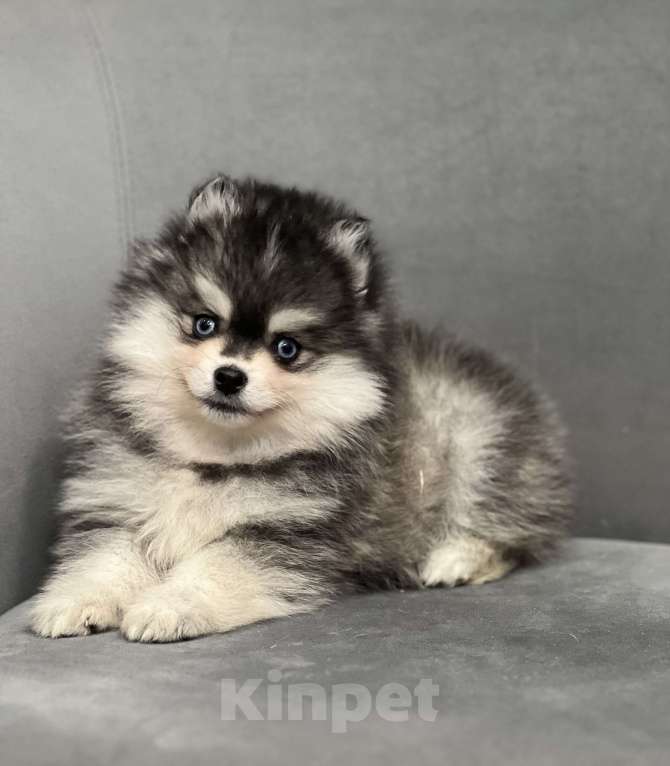 Собаки в Санкт-Петербурге: Шикарный мальчик помски Мальчик, 150 000 руб. - фото 1