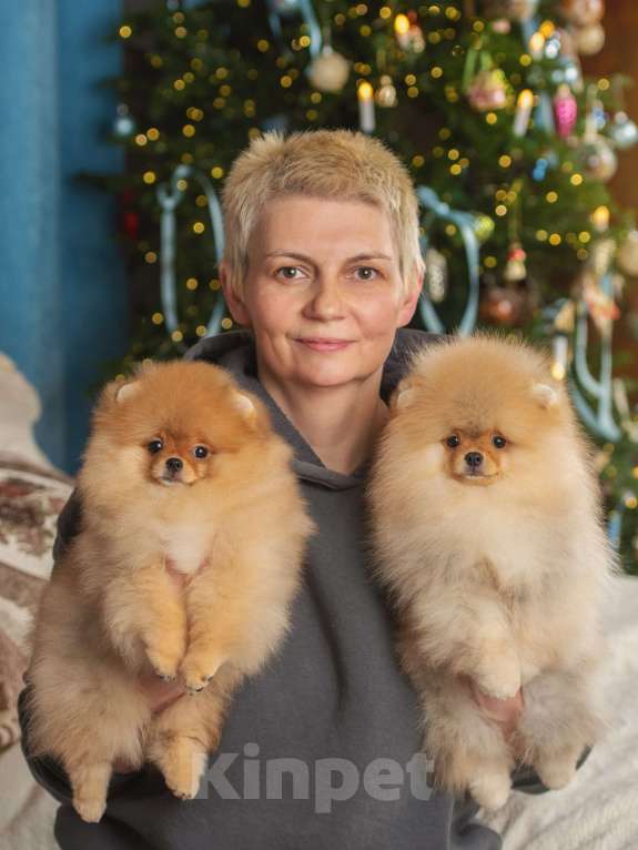 Собаки в Сосновом Бору: Мальчик Жан Поль ( РКФ) Мальчик, 180 000 руб. - фото 4