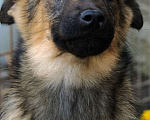 Собаки в Москве: Пушистый рыжий коротколапый щенок Барсик в добрые руки Мальчик, 1 руб. - фото 3