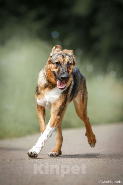 Собаки в Москве: Энджел Девочка, Бесплатно - фото 5