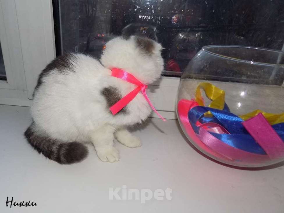 Кошки в Москве: Шотландская вислоухая девочка Девочка, 20 000 руб. - фото 3