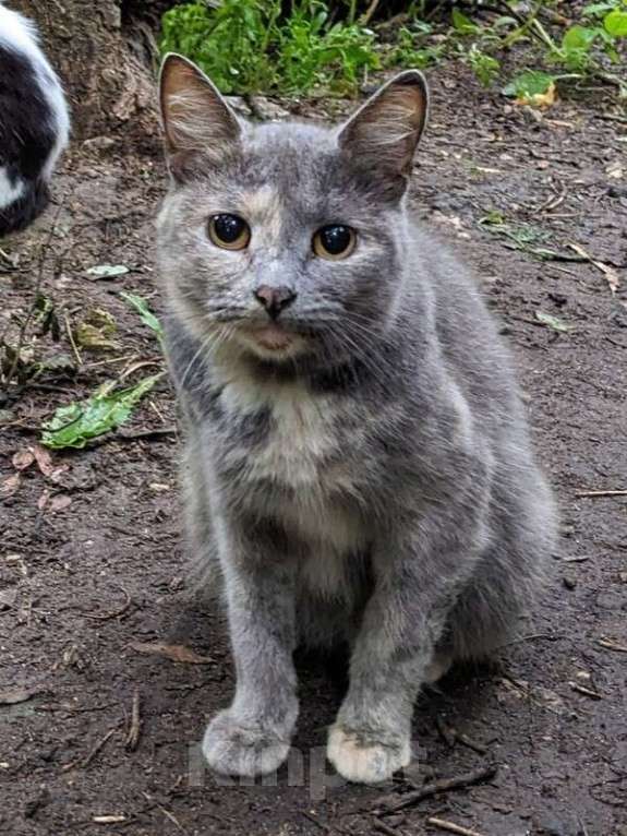 Кошки в Москве: Трехцветная кошечка погибает на улице Девочка, 1 руб. - фото 1
