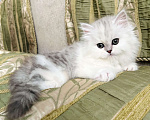 Кошки в Нижнем Новгороде: Серебристая прямоухая кошечка Девочка, 25 000 руб. - фото 2