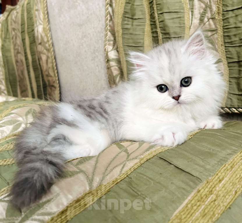 Кошки в Нижнем Новгороде: Серебристая прямоухая кошечка Девочка, 25 000 руб. - фото 2