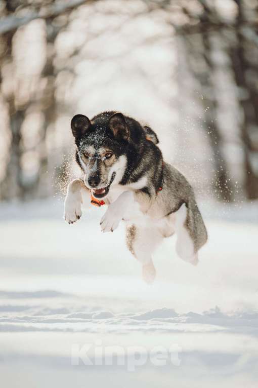 Собаки в Москве: Фантастический Хэппи ищет дом Мальчик, Бесплатно - фото 8