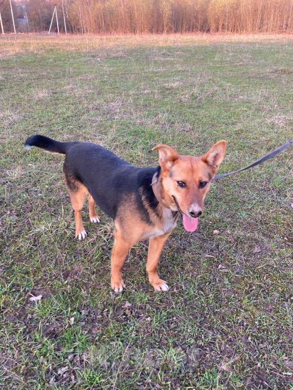 Собаки в Москве: Красивая мини почтиоовчарка Герда в дар Девочка, Бесплатно - фото 4