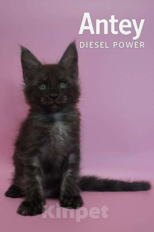Кошки в Санкт-Петербурге: Мейн-Кун черный дым Antey Diesel Power  Мальчик, 80 000 руб. - фото 3