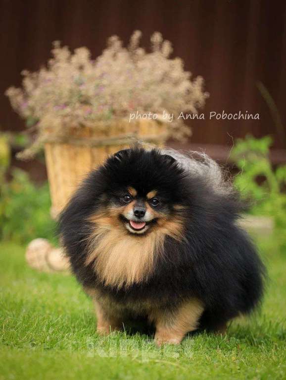 Собаки в Москве: Шикарный интеллигентный чемпион малого немецкого шпица ищет невесту для встречи. Мальчик, 30 000 руб. - фото 2