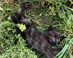 Кошки в Павловском Посаде: Котенок Мальчик, Бесплатно - фото 6