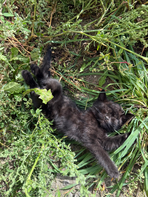 Кошки в Павловском Посаде: Котенок Мальчик, Бесплатно - фото 6