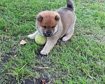 Собаки в Нижнем Новгороде: Сиба ину щенок Мальчик, Бесплатно - фото 3