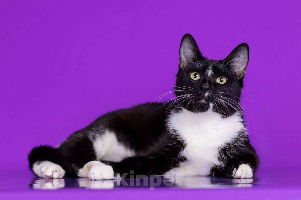 Кошки в Москве: Кошка Кнопка Девочка, Бесплатно - фото 4