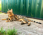 Кошки в Кохме: Коты и кошки бенгальской породы, 1 000 руб. - фото 1
